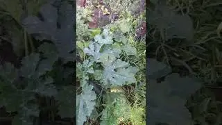 Как выращивать кабачки | Арина Никитина