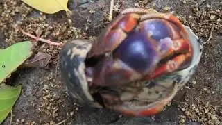 крабы занимаються кексом