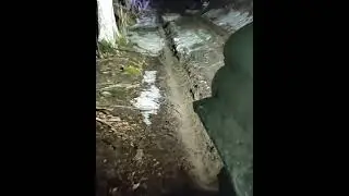 крымский лес конец февраля....