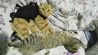 DSCN8450 Вислоухая кошечка делает массаж сестричке
