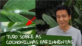 Mealybugs - Know your enemy well and get rid of it.
