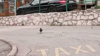 Korbi, nga 3 kafshet me intelegjente ne bote!