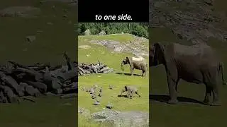 The Baby Elephant's Challenge