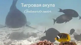 Акулы