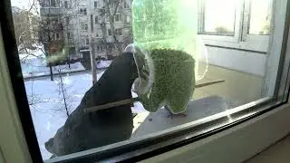 Кормушка из бутылки