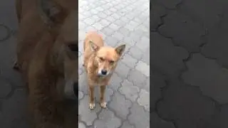 Ну пан дай ще одну парувку)))