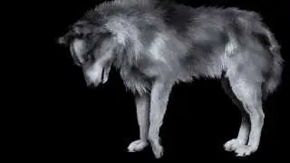 Wolf Idle Cycle 2