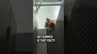 HOW TO TRAIN YOUR CAT  - HONEST CAT - CUTE CAT 🐱 - CAT VIDEOS - TRAIN YOUR CATS - MEOWMEOW  