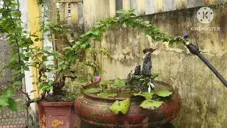 Chim nhà nuôi tại Đông Các, Đông Hưng, Thái Bình