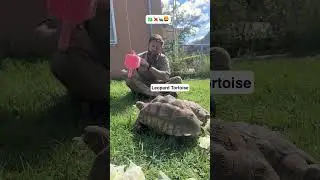 Which Animals Like Bubbles?