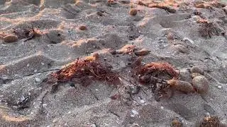 マヨルカ島で夕陽を見ていただけなのに