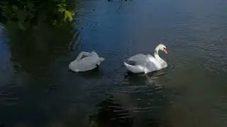 Out into Natur - Two Swans