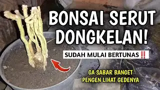 BONSAI SERUT HASIL DONGKELAN TUMBUH TUNAS‼️, BISA DI COBA NIH BUAT PEMULA 2024 | Rohmadso