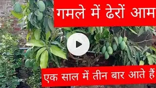 Home Gardening..गमले में लगाएं ऑर्गेनिक फल और 1साल में तीन बार आम खाएं .लाइक शेयर सब्सक्राइब  करें