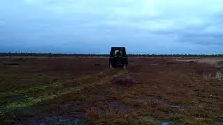 Болотный ковер