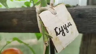 2 замечательных желтоплодных сортов томата семена готовы🍅🍅🍅