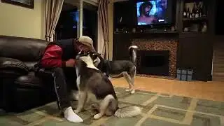 Des huskies bien jaloux