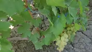 АССОРТИ ГФ ВИНОГРАДА НА 17.08.2024г. ТЕЛ: 8989 538 12 89 (Ватсап,Телеграмм).