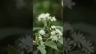 Foto daun di sekitar rumah
