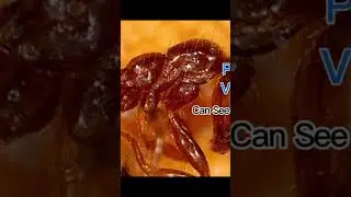 Best Digital LCD Microscope For Mobile Repair 