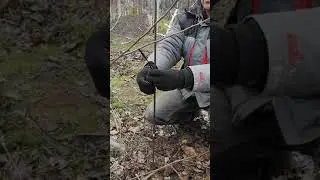 Apple tree pruning, Spindle style, periodic replacement of base branches