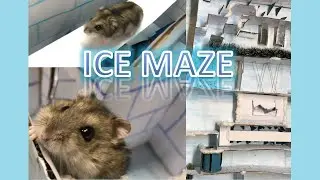 🧊 Ice Maze With Traps For Hamster 🐹