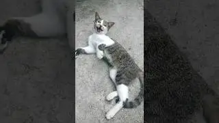 Meow cute cat