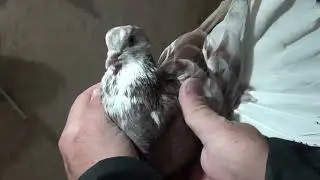 ГОЛУБИ КРАСНОПОЯСЫЕ - ОДЕССКИЕ В.РЫЖКОВА 18.02.2022!