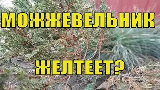 Хвойники. Можжевельник. Пожелтели хвойные растения что делать? Самое время полечить и подкормить.