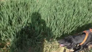 Gus and the fox.