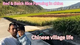 Unbelievable China planting Red Black & Yellow Rice  | China village Advance Rice Farming Technology