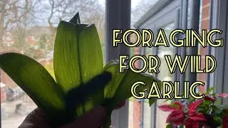Foraging for Wild Garlic (feat. The Kids!)