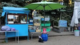 Монастырские кошки в прямом эфире