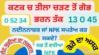 ਕਣਕ ਚ ਤੀਲਾ ਚੜਣ ਤੋਂ ਝੰਡਾ ਪੱਤਾ ਆਉਣ ਤੱਕ ਨਾ ਕਰੋ ਇਹ ਸਪਰੇਅ | Wheat crop tips from jointing to boot stage