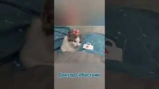 Мой новый кот Себастьян.