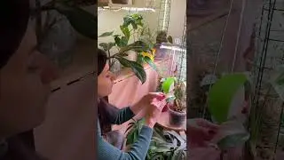 Когда ты одержим растениями