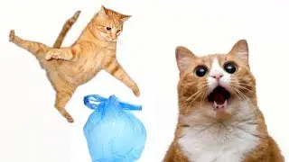 Игрушки для кошки своими руками - целлофановый пакет