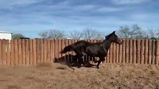 Shameful Princess (AR) reg ottb mare - May catalog sale bowie