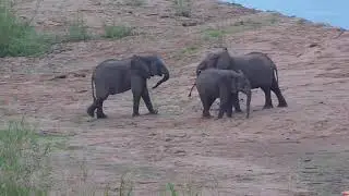 Young elephants playing with each other -Africam Sighting - Kruger Shalati Cam- (September 21 2022)