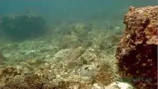 Акулы в Таиланде. THAI-DIVE.RU