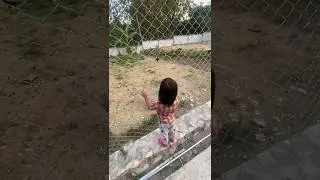 Pengen masuk kandang ayam tapi ga dibolehin #sedih #sad #ayam #kandang #kandangayam #ternak #viral