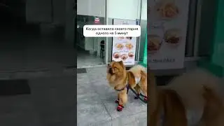 Когда оставила своего парня одного на 5 минут #юмор #отношения #dutiap #собака #мем
