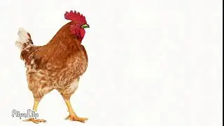 A chicken gives blŕțh to the sugar lady's husband!