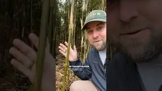 Visiting Henry Horton State Park 