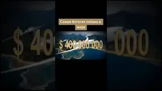 Самая богатая собака в мире.