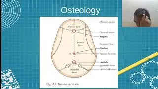 MBBS AN26.1 AN26.2 Skull Anatomy | Sudharshan PB
