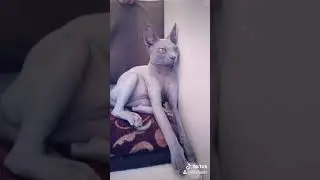 Ну что вы хотели лысые коты такие