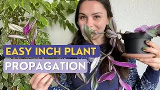 How to Propagate Inch Plant | How to Make Inch Plant Cuttings | Tradescantia Albiflora Nanouk