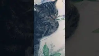 Ну какая ж сладкая лапка!😽😽😽Вкусная какая! Прямо конфетка! Сладкая булочка!😉😉😉😋😋😋 