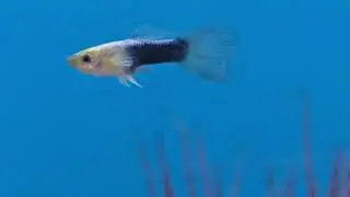 I see fish 🐟
